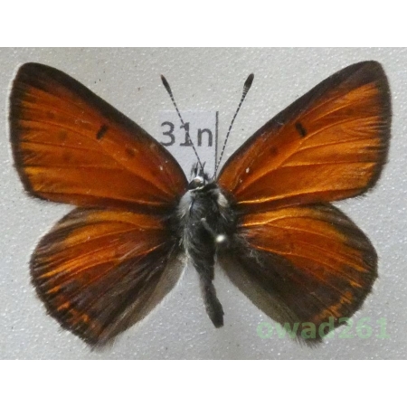 Lycaena hippothoe (Linnaeus, 1761) male Czech31n